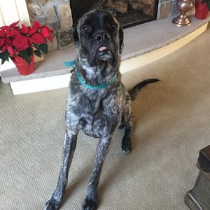 Banjo, the Wherry’s English Mastiff. During the Wherry’s move from Alaska, Dr. Sean Wherry had to drive him to Minnesota because he was too big to fly on a commercial airline.