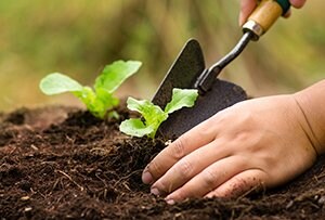 Gardening