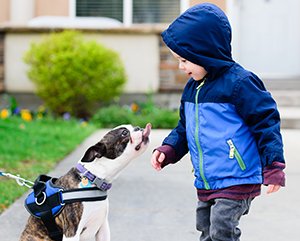 Teach young children how to be safe around dogs